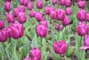 DSC_7306.thumb.JPG.3f9ca78c1117a8ff75531dd241ebbf04.JPG