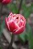 DSC_7307.thumb.JPG.98bc0d031be20460e41c8928066df554.JPG