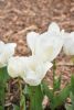 DSC_7309.thumb.JPG.5af8ea5bc2016d3d3d7bf788629ea899.JPG