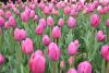 DSC_7314.thumb.JPG.69736cc71e1a3fd35fad4a405b802b60.JPG