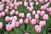 DSC_7317.thumb.JPG.81183d1548b3200d5f224f655f037f5c.JPG