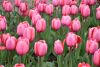 DSC_7318.thumb.JPG.3b870b1a29a39754f0effb6c0b42f80f.JPG
