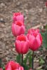 DSC_7321.thumb.JPG.9a9bf26a2cfe6ce17e0aa47327bb3998.JPG