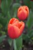 DSC_7324.thumb.JPG.d7bc424597069deccedb28221e1a87d7.JPG
