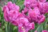 DSC_7326.thumb.JPG.d03f2b05247d58ee8b72c967f465610d.JPG