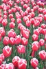 DSC_7328.thumb.JPG.5c694af091866b516aa59d9cd835b2a1.JPG