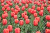 DSC_7330.thumb.JPG.237abd8ed2986312ba043b72b38e85ee.JPG