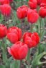 DSC_7335.thumb.JPG.1b946c6df0fb489a34477ae04a90dc51.JPG