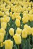 DSC_7341.thumb.JPG.ed5290ce54401135b0f3c44367dfb4b3.JPG