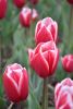 DSC_7342.thumb.JPG.6738c15fd63345b25482c30e83bd180f.JPG