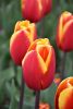 DSC_7343.thumb.JPG.1341e2eeb345f7cf336c8aec521e34f7.JPG