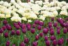 DSC_7359.thumb.JPG.0694073a00e7e2b11d576b97f0110b01.JPG