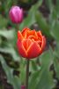 DSC_7361.thumb.JPG.c634f3a637e71de7d07e4d8d61f1fdff.JPG