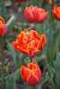 DSC_7362.thumb.JPG.15cdf965a0f5579bf00e67478979a5fe.JPG