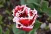 DSC_7363.thumb.JPG.6b8b85819396dec8b3c3075fb4a437c7.JPG?1652195621518
