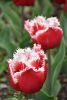 DSC_7365.thumb.JPG.971a29d2848a175c9ac0672547212be6.JPG
