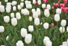 DSC_7369.thumb.JPG.5a128c77624aa94fe47374fdcf43dd82.JPG