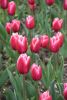 DSC_7382.thumb.JPG.1909f06f0046c5c2a653b7a5d9bdcfaa.JPG