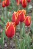 DSC_7384.thumb.JPG.4b684ff997d542e345915b2843d6f216.JPG