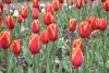 DSC_7385.thumb.JPG.c17cb08759157c62c88a909663089f73.JPG