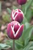 DSC_7388.thumb.JPG.a7884c03df567395c1c1935d18010509.JPG