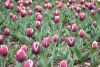 DSC_7389.thumb.JPG.1b3d5ea65aa2462020e26b2f70b00d5d.JPG