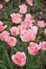 DSC_7393.thumb.JPG.2620334578656dfb4d24ef4fb4446653.JPG
