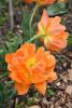 DSC_7398.thumb.JPG.470f30b1a55389228416f78a0f6a08d8.JPG