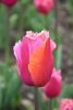 DSC_7400.thumb.JPG.259466573fae50f751a9555eae5681c0.JPG