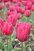 DSC_7402.thumb.JPG.78ec013adde6ce22630796dcd8f8fba2.JPG