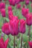DSC_7406.thumb.JPG.c9d0520f4b2811f053d95bd1b7d9dbed.JPG