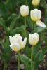 DSC_7411.thumb.JPG.64095cc71445dfcda44a623a9dd4e5ed.JPG