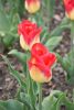 DSC_7413.thumb.JPG.4bc08ea56a725e844f1324df919a64c4.JPG