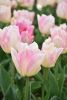 DSC_7417.thumb.JPG.58f9f6d706ecb642b1972134d2a240d7.JPG