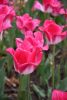 DSC_7421.thumb.JPG.4c2b52e0b36f288495e1373c6af9532e.JPG
