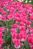 DSC_7422.thumb.JPG.08b1f673f1052ca7dac88234a39ec749.JPG