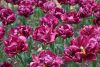 DSC_7425.thumb.JPG.2caf6b5788bd0424be3c4efbb1879682.JPG