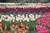 DSC_7429.thumb.JPG.fcaae5a815cc95dd139825be28b20adc.JPG