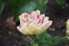 DSC_7430.thumb.JPG.8a094c8884af1d078035fd3aa14421ff.JPG