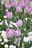 DSC_7434.thumb.JPG.d50b1a8a6c21c88edcbfdddd77cbf38a.JPG