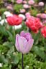 DSC_7435.thumb.JPG.c968050d9e6329198865addee3e0e6b2.JPG