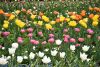 DSC_7436.thumb.JPG.d03fdaa504e8317eb5b275642f245ac3.JPG