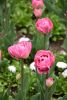 DSC_7437.thumb.JPG.b531ac457bb92a0dde3b8f8e6f34e17d.JPG