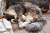 DSC_7684.thumb.JPG.54fe23546438c704f67ba9cf87ffc126.JPG