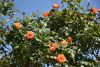 DSC_7747.thumb.JPG.7bdc8a1ec41e422aef963c5268786782.JPG