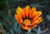 DSC_7753.thumb.JPG.c26177fd25ae39998b9e27a45489de0e.JPG
