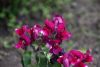 DSC_7760.thumb.JPG.7cab24d689d55a7a7106a9e248d24097.JPG