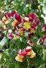 DSC_7765.thumb.JPG.3bec685d551a5c2398f54c32eaf1d4ed.JPG