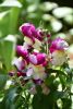 DSC_7766.thumb.JPG.45d7fcf0bbed6e32d35a3104137864f3.JPG