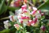 DSC_7767.thumb.JPG.d94c98b7a94937974a9060321a05bfee.JPG